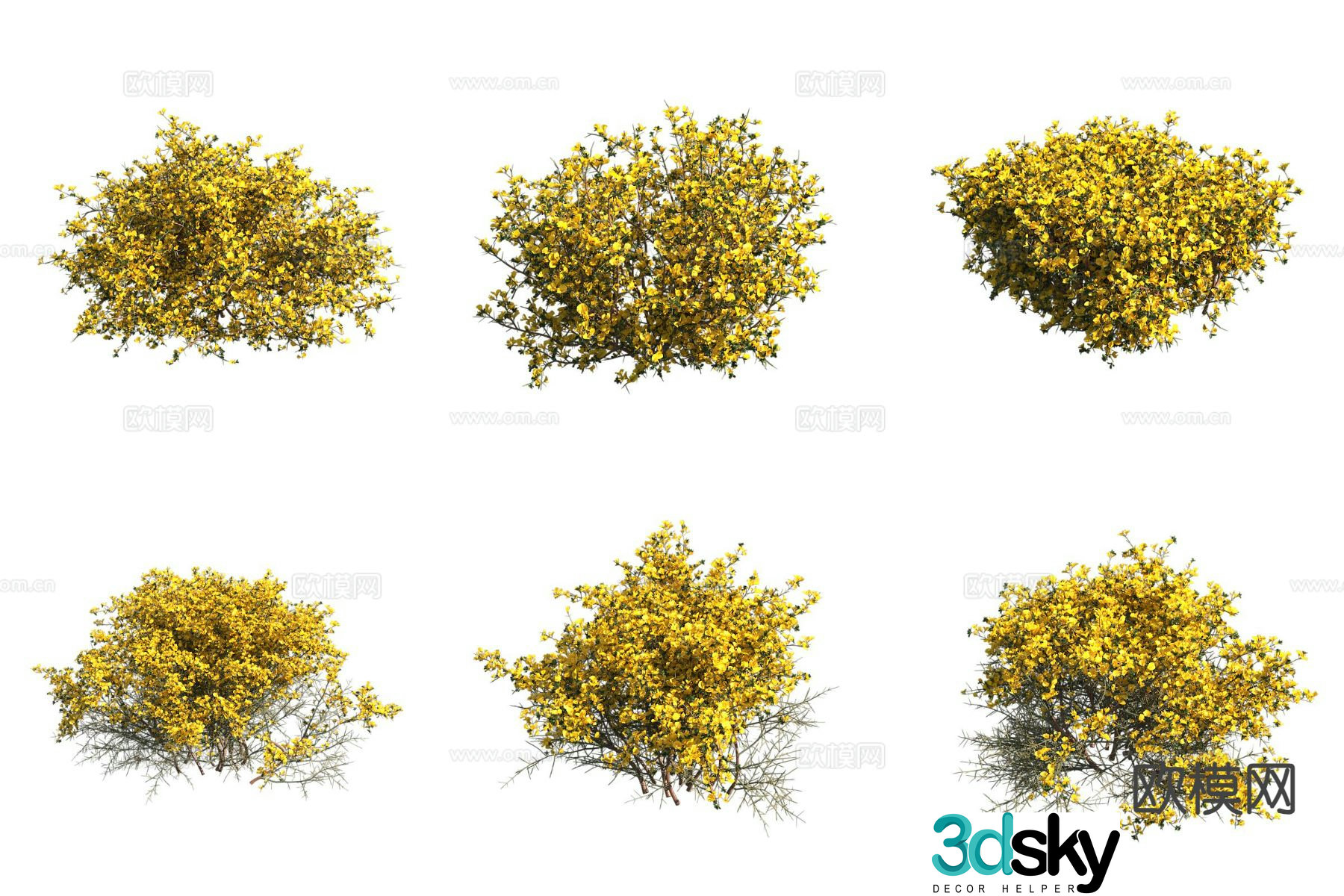 acacia shrub plant 3d model