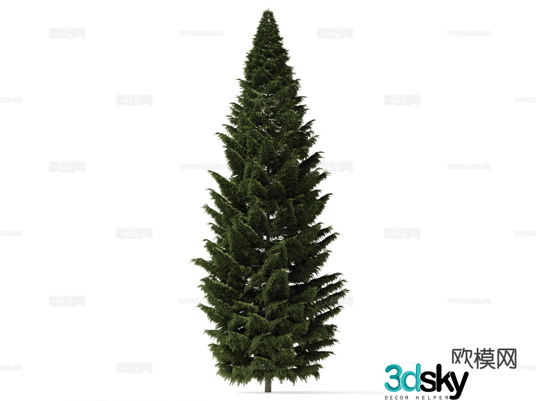 Pine Tree Cypress Tree 3D Model