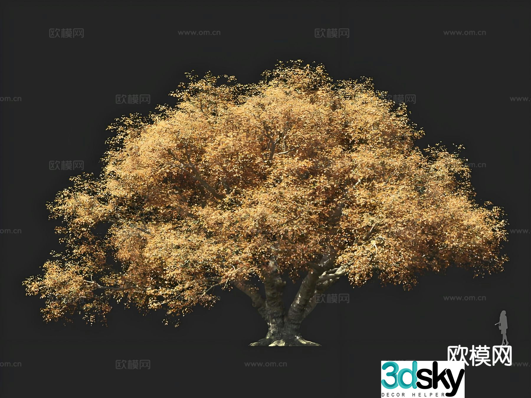 European Cork Oak Tree 3D Model