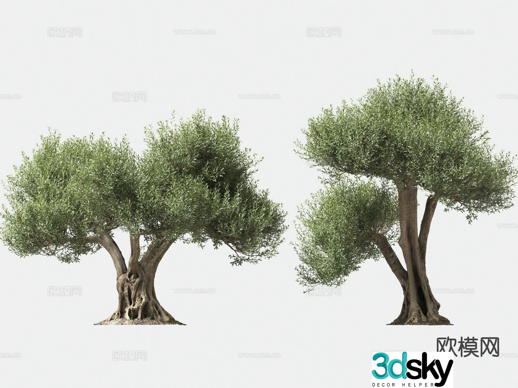 olive tree arbor trees lone tree 3d model