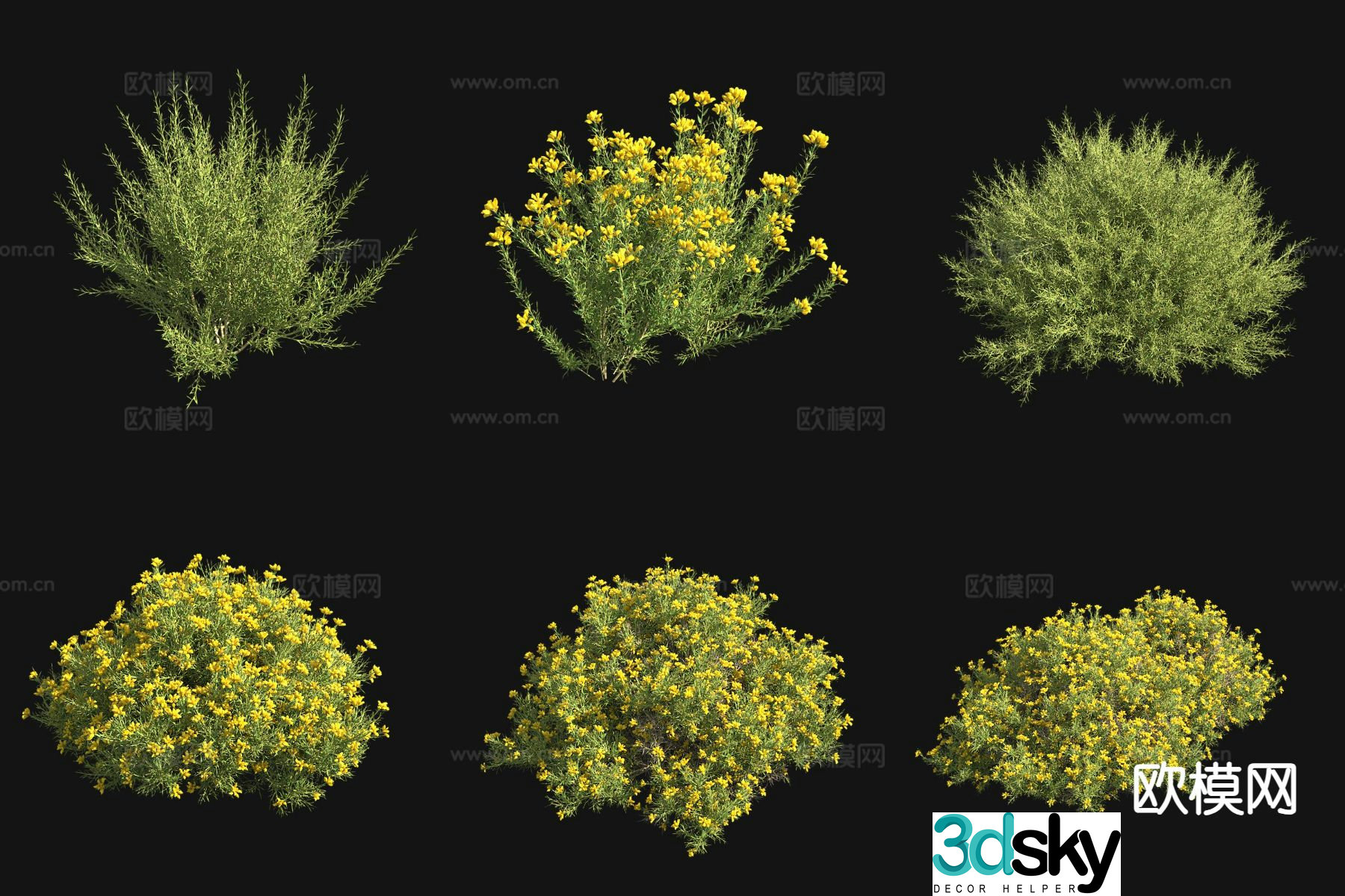 spanish gorse 3d model