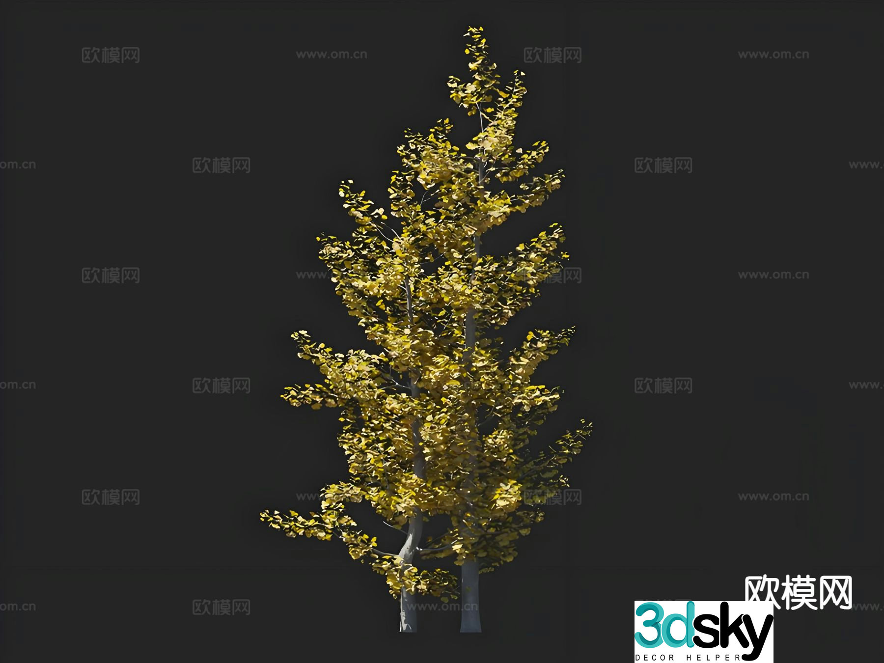 Ginkgo tree landscape tree solitary tree street tree greening tree 3D model