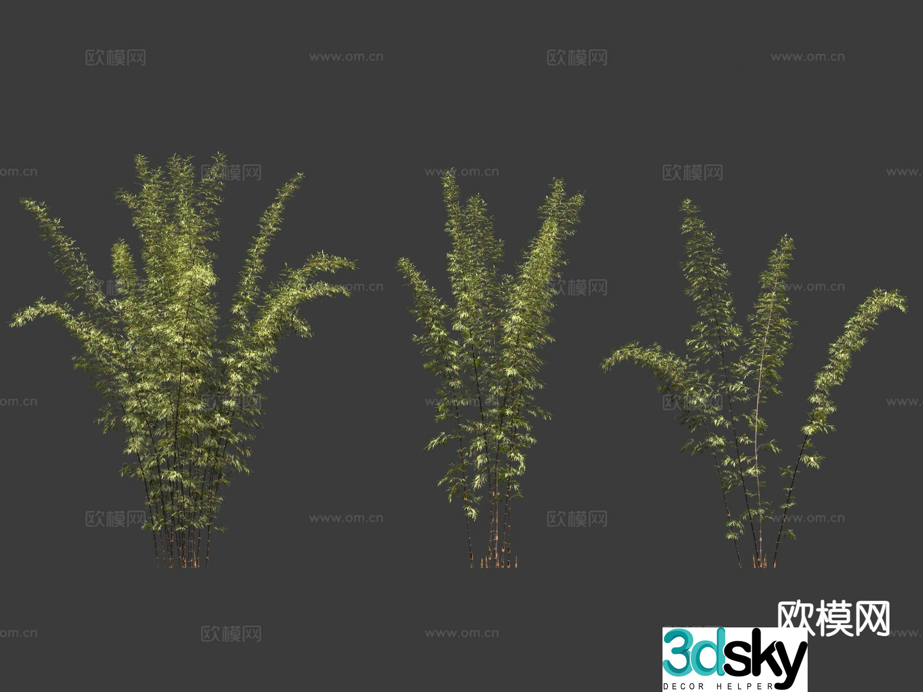 Bamboo Ornamental bamboo 3d model