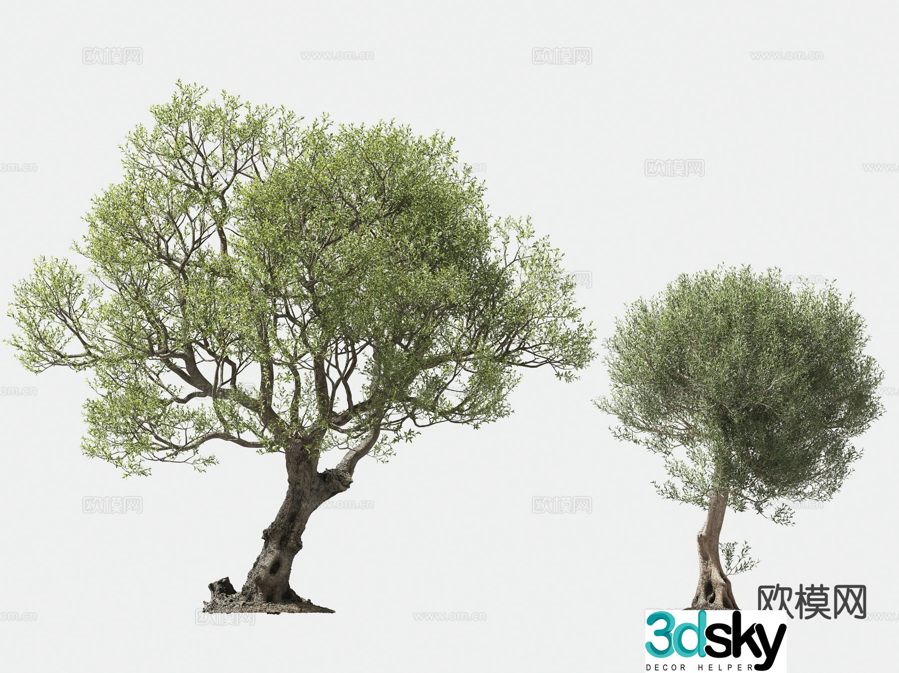 olive tree arbor trees lone tree 3d model