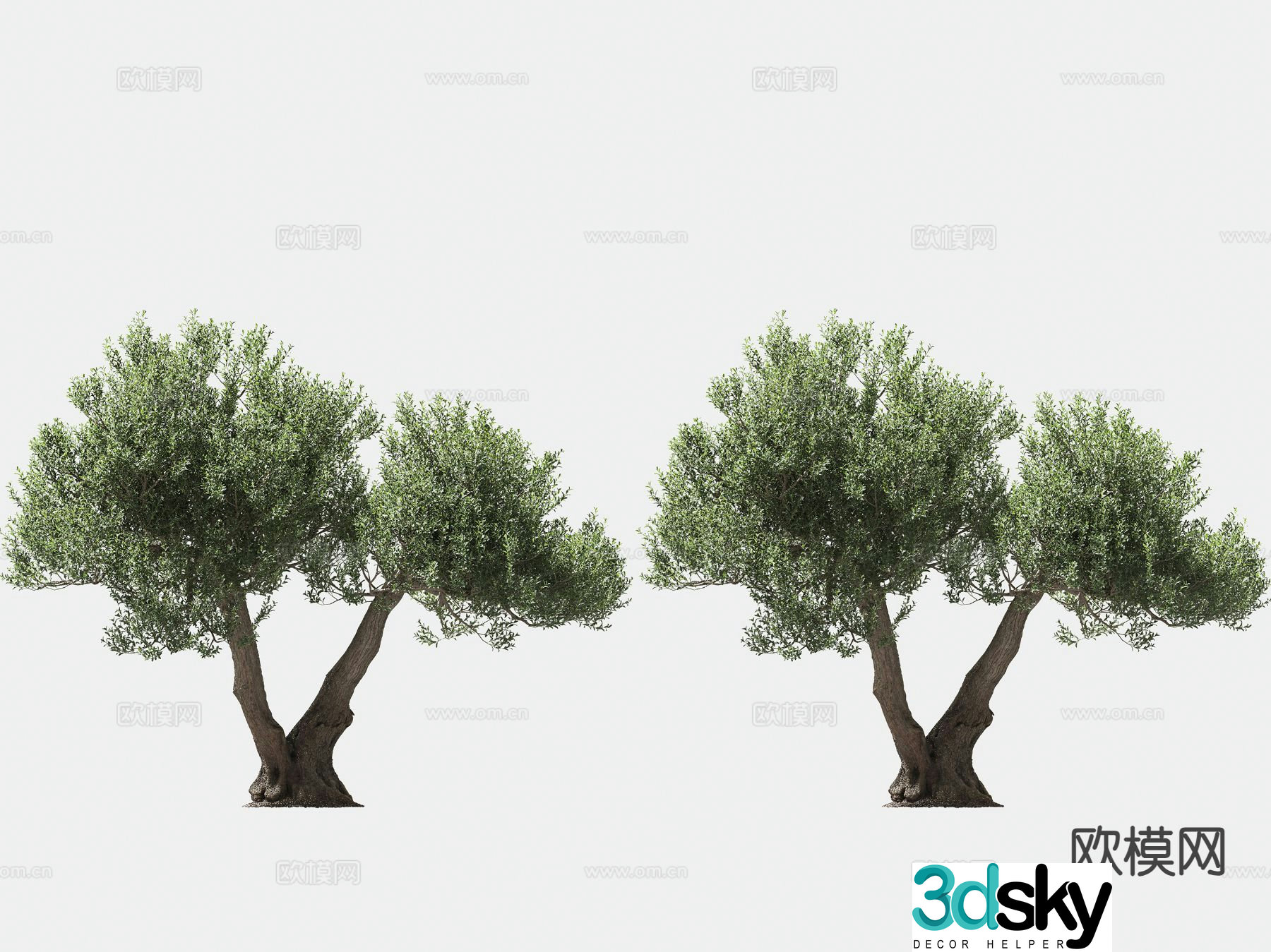 olive tree arbor trees lone tree 3d model