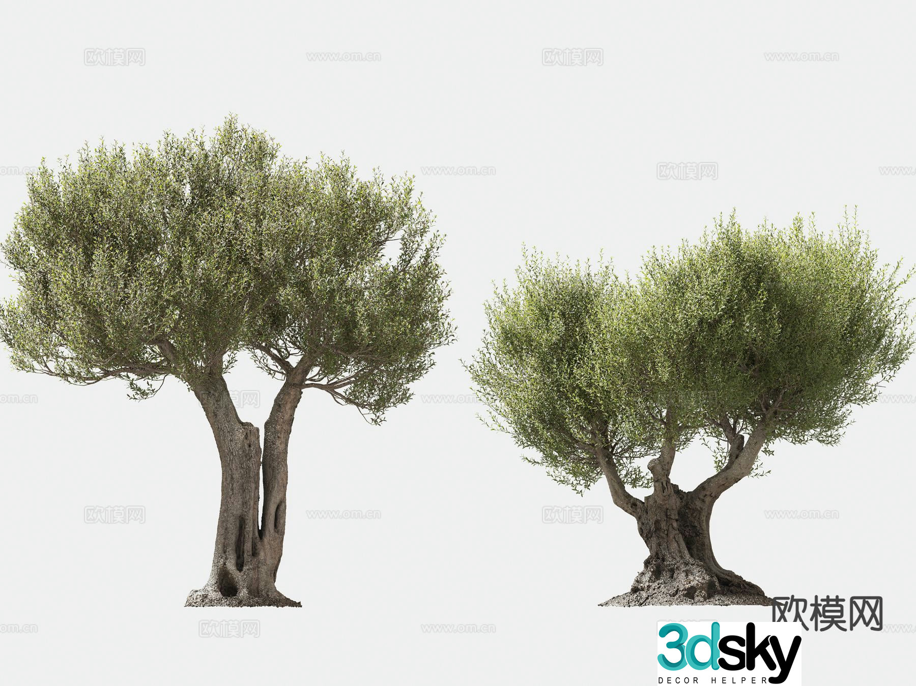 olive tree arbor trees lone tree 3d model