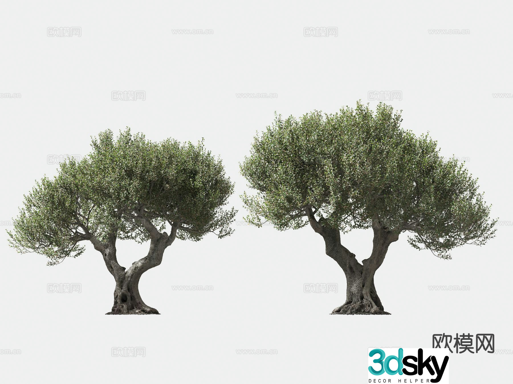 olive tree arbor trees lone tree 3d model