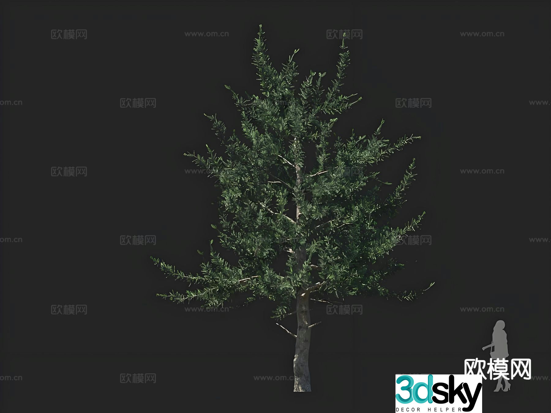 spruce tree pine tree tree 3d model