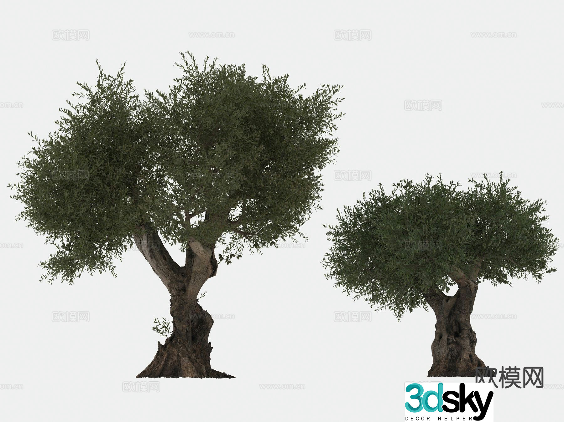 olive tree arbor trees lone tree 3d model