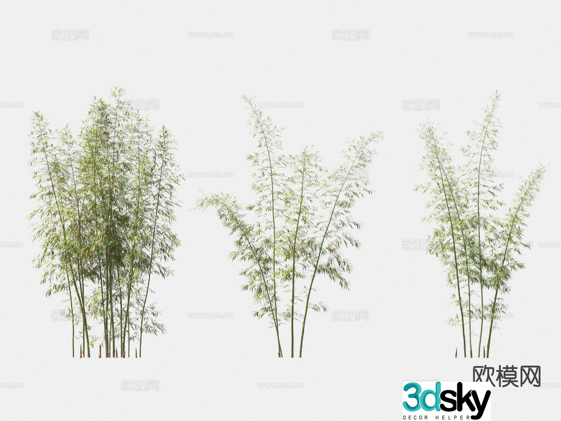 Bamboo Ornamental bamboo 3d model