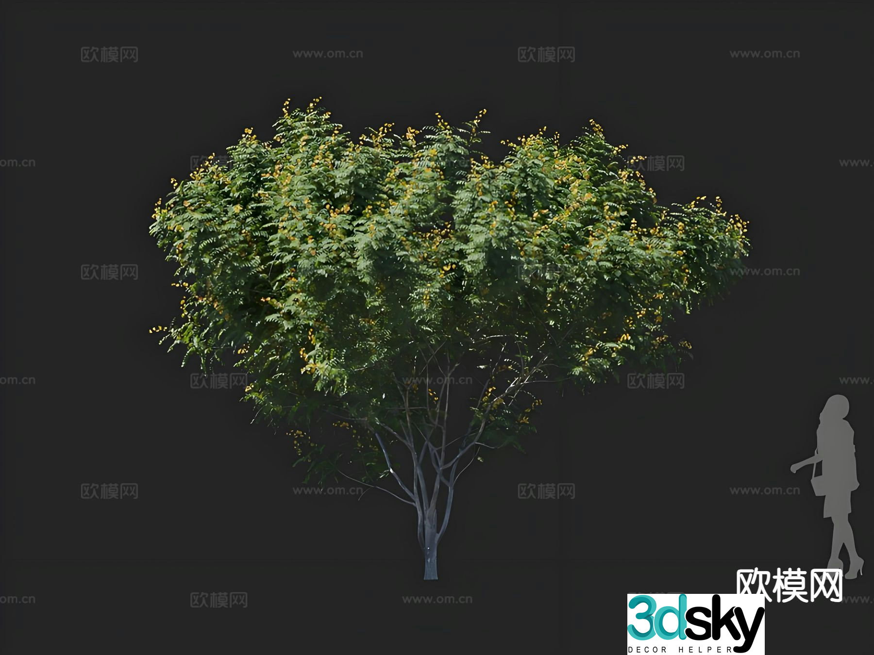 locust tree flowering tree landscape tree 3d model