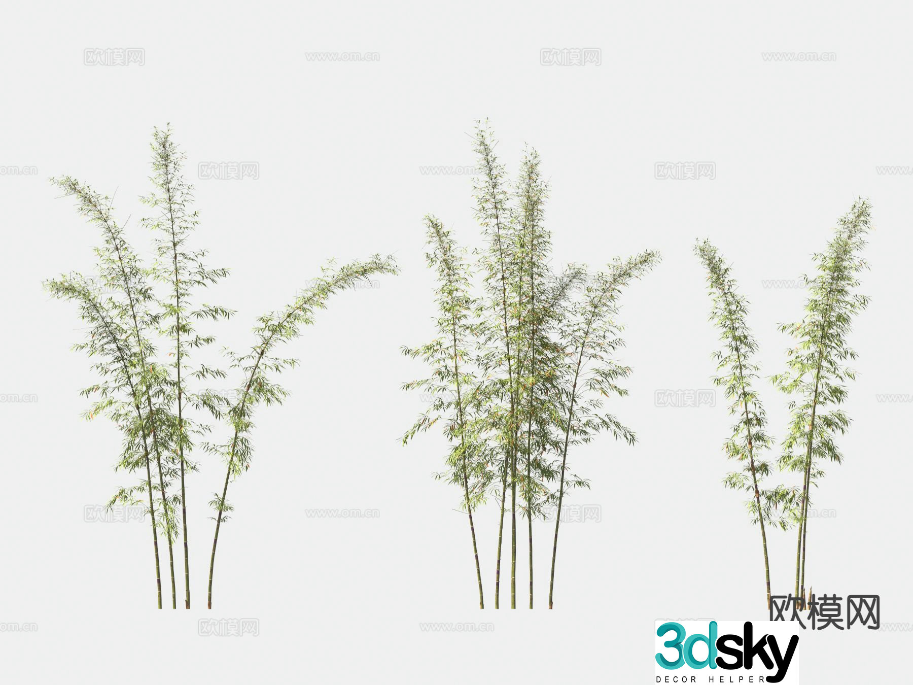 Bamboo Ornamental bamboo 3d model