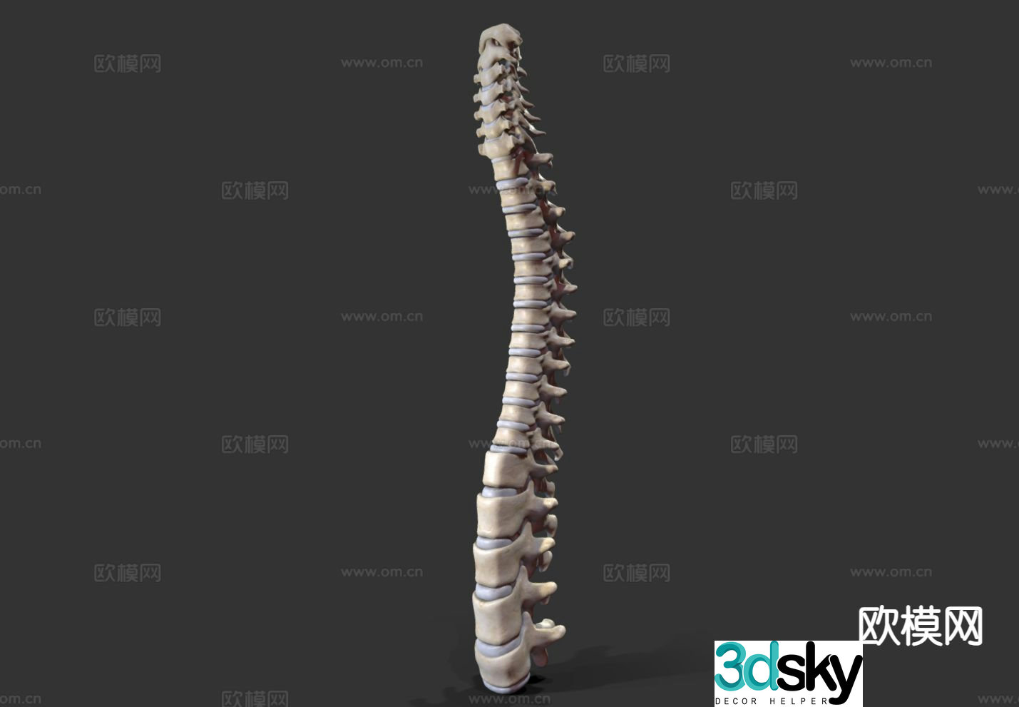Human spine medical textbook medical equipment skeleton 3d model