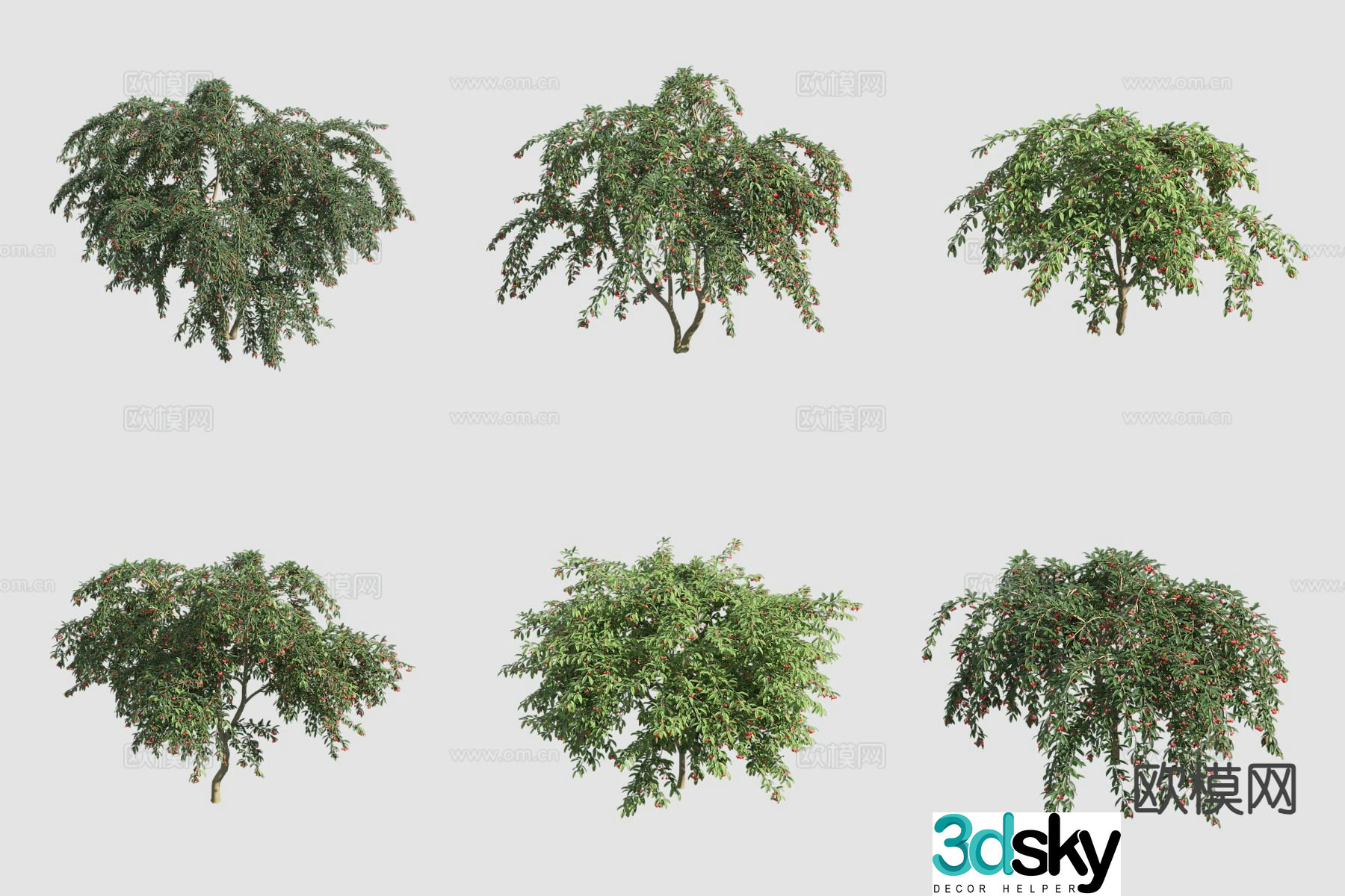 willow leaf cotoneaster flower tree 3d model