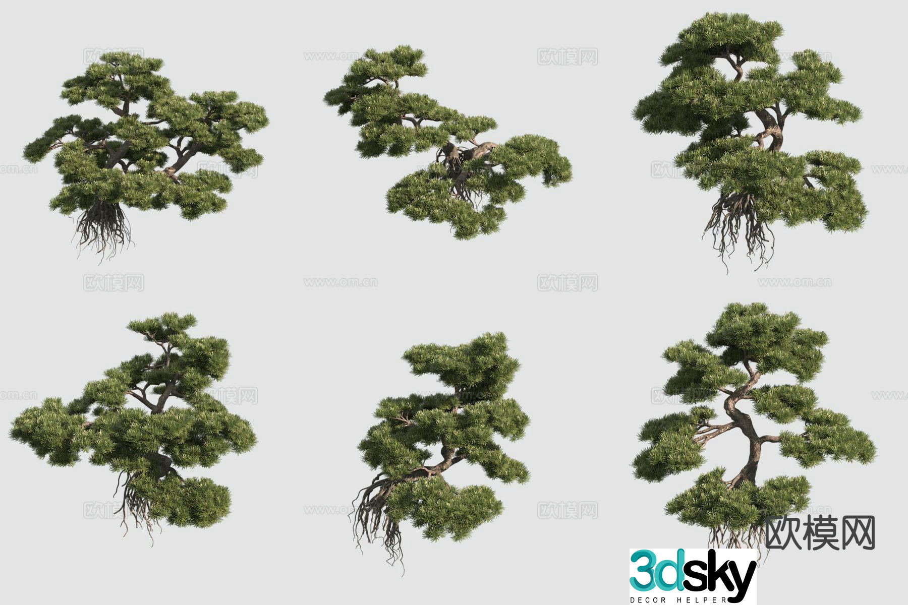 Podocarpus podocarpus potted plant 3d model