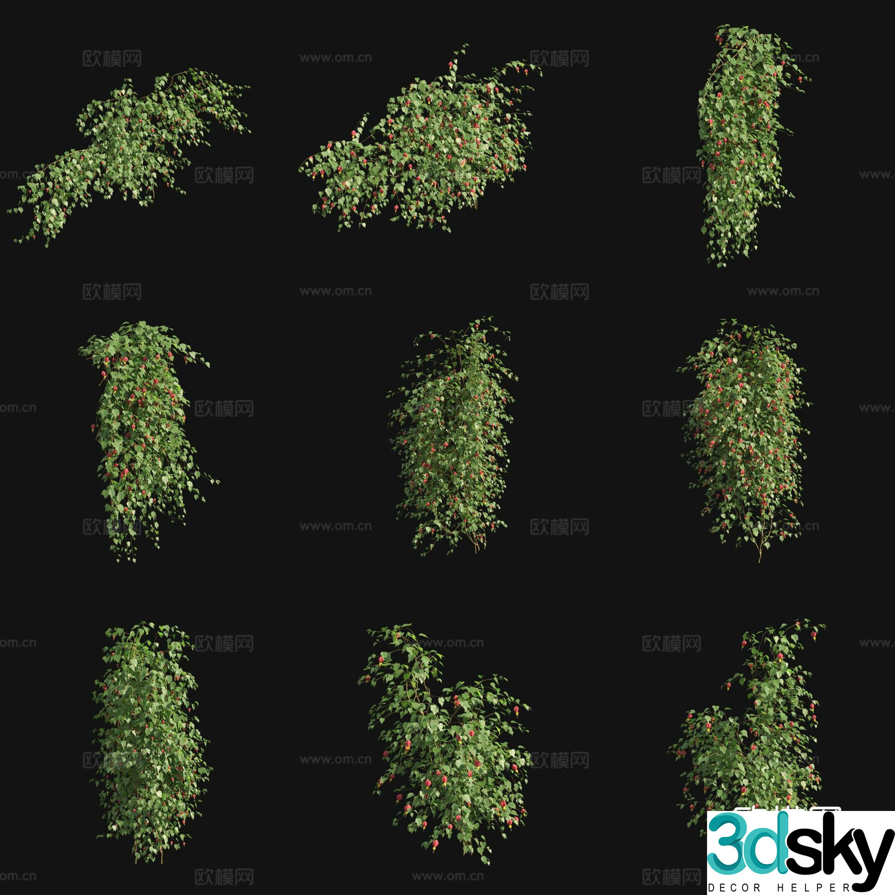 Red calyx amaranth flower climbing vine vine 3d model