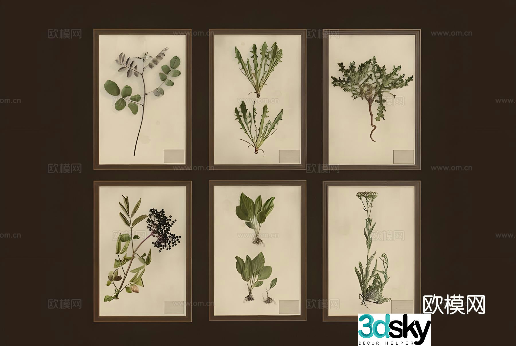 Plant specimen hanging painting decorative painting 3d model