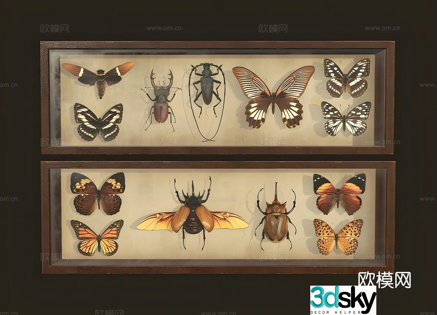 Insect specimens wall decorations hanging decorations 3d model