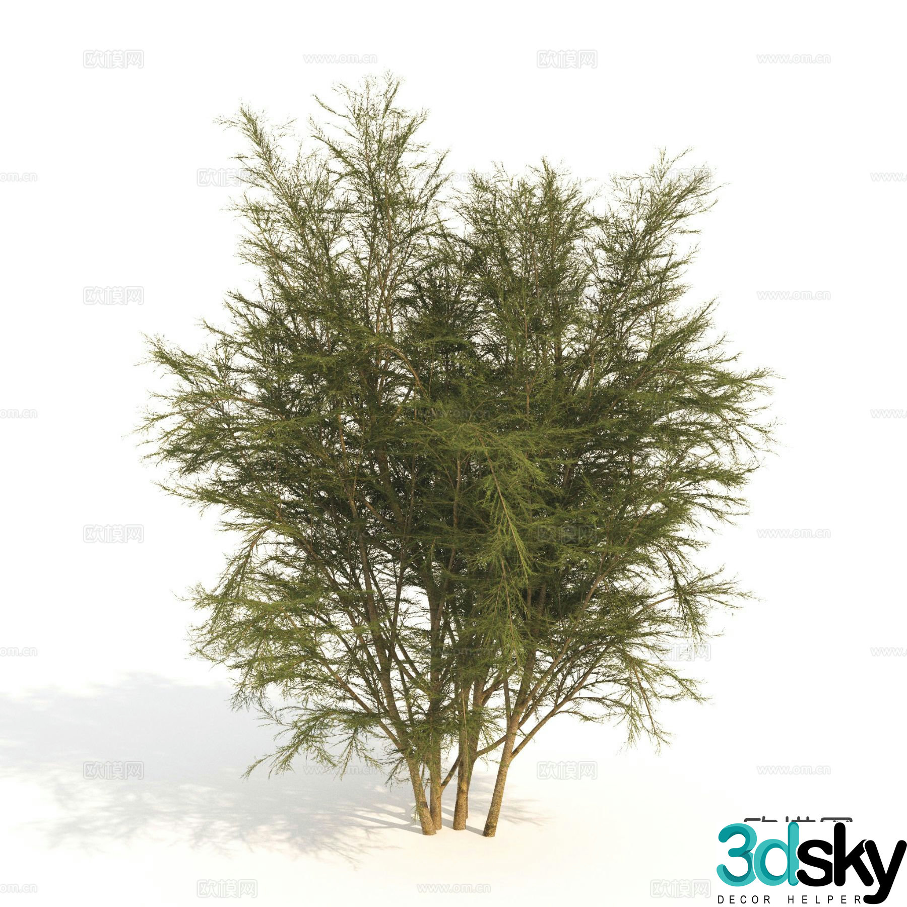 plant green plant shrub dwarf tree landscape tree 3d model