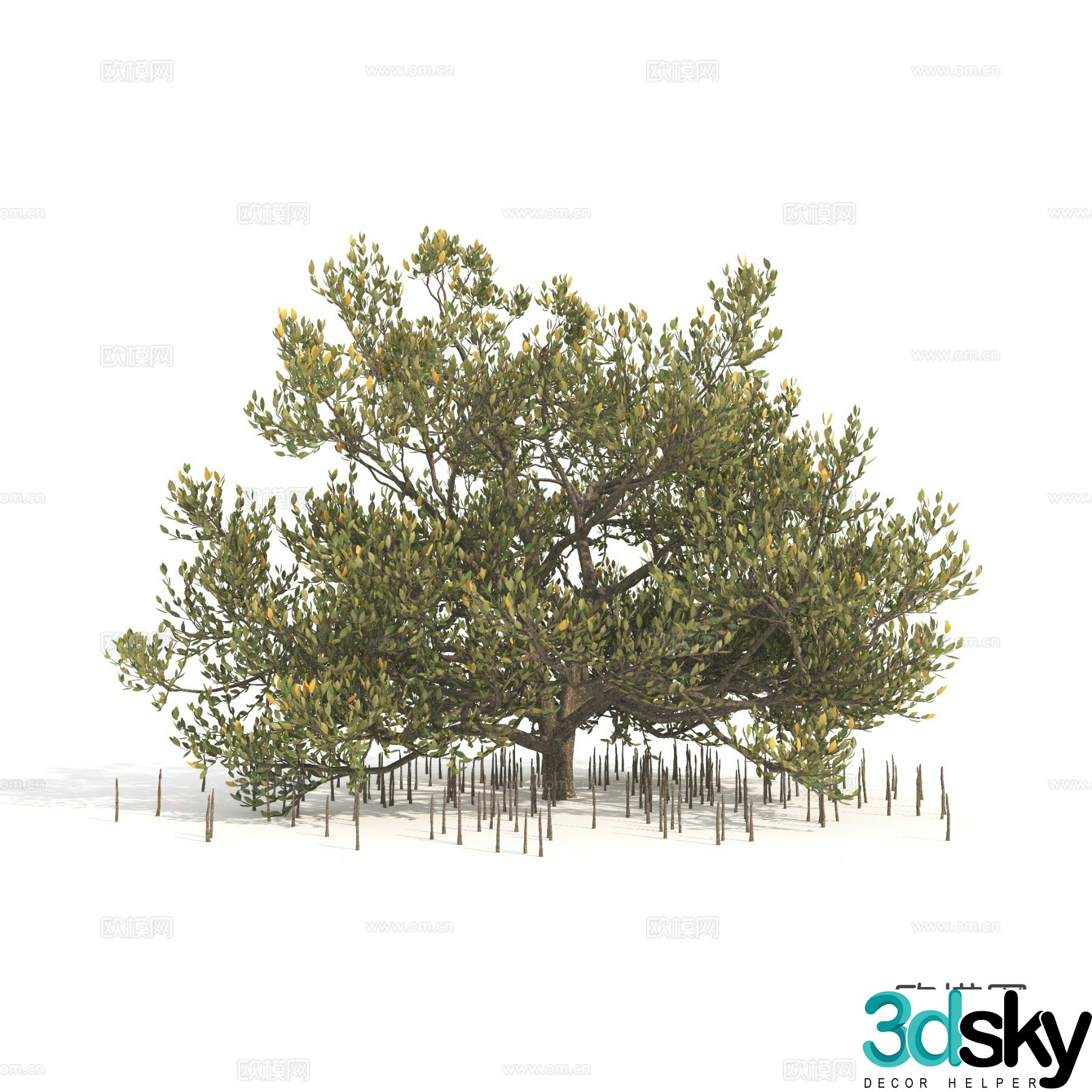 plant green plant shrub dwarf tree landscape tree 3d model
