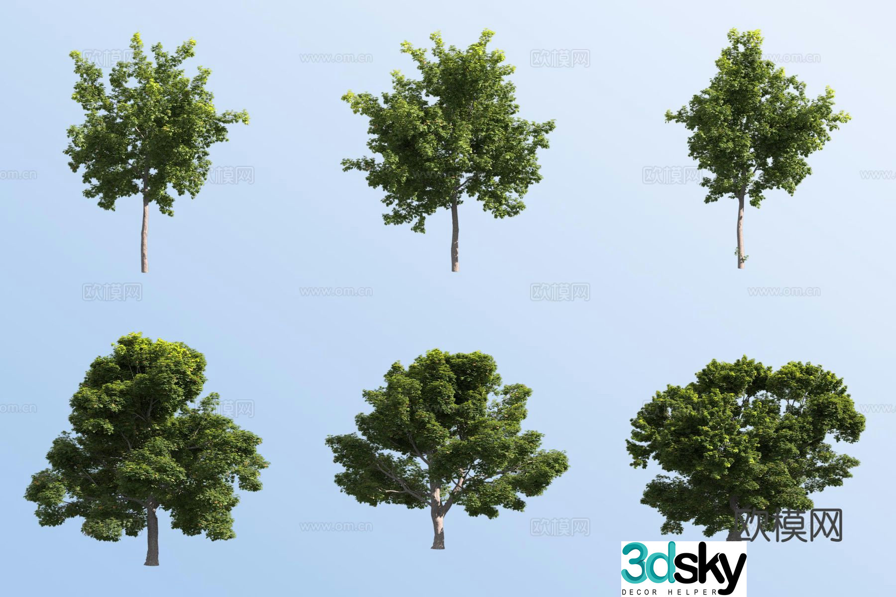 norway maple norway maple landscape tree 3d model