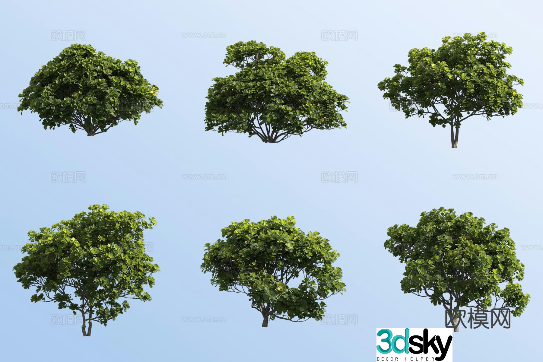 Fiddle leaf banyan tree landscape tree 3d model