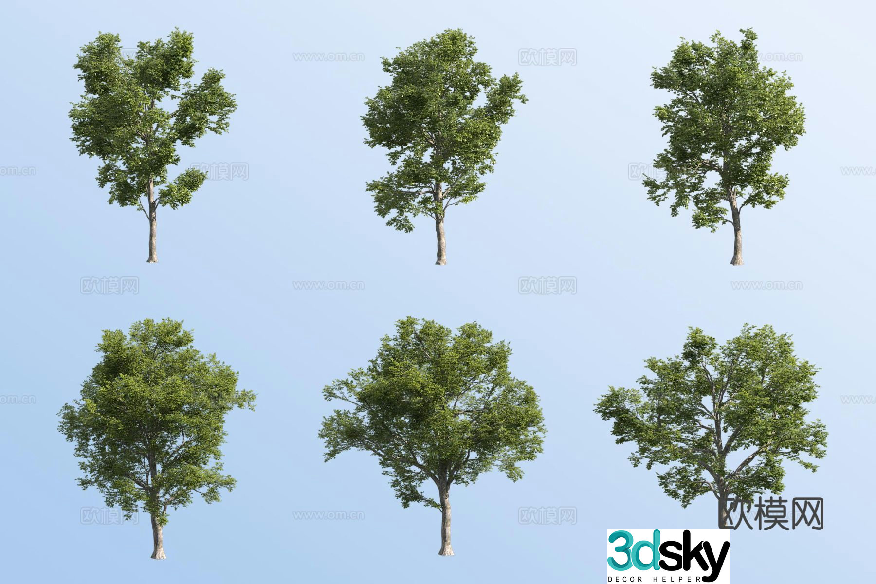European wild elm 3d model