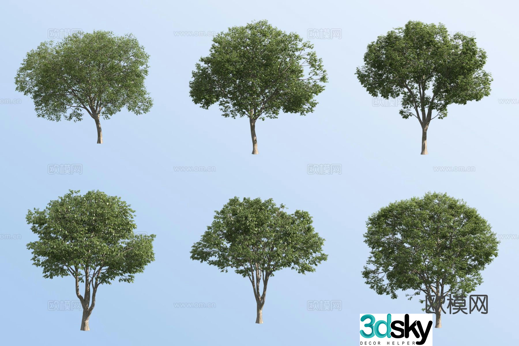 Southern European hackberry 3d model
