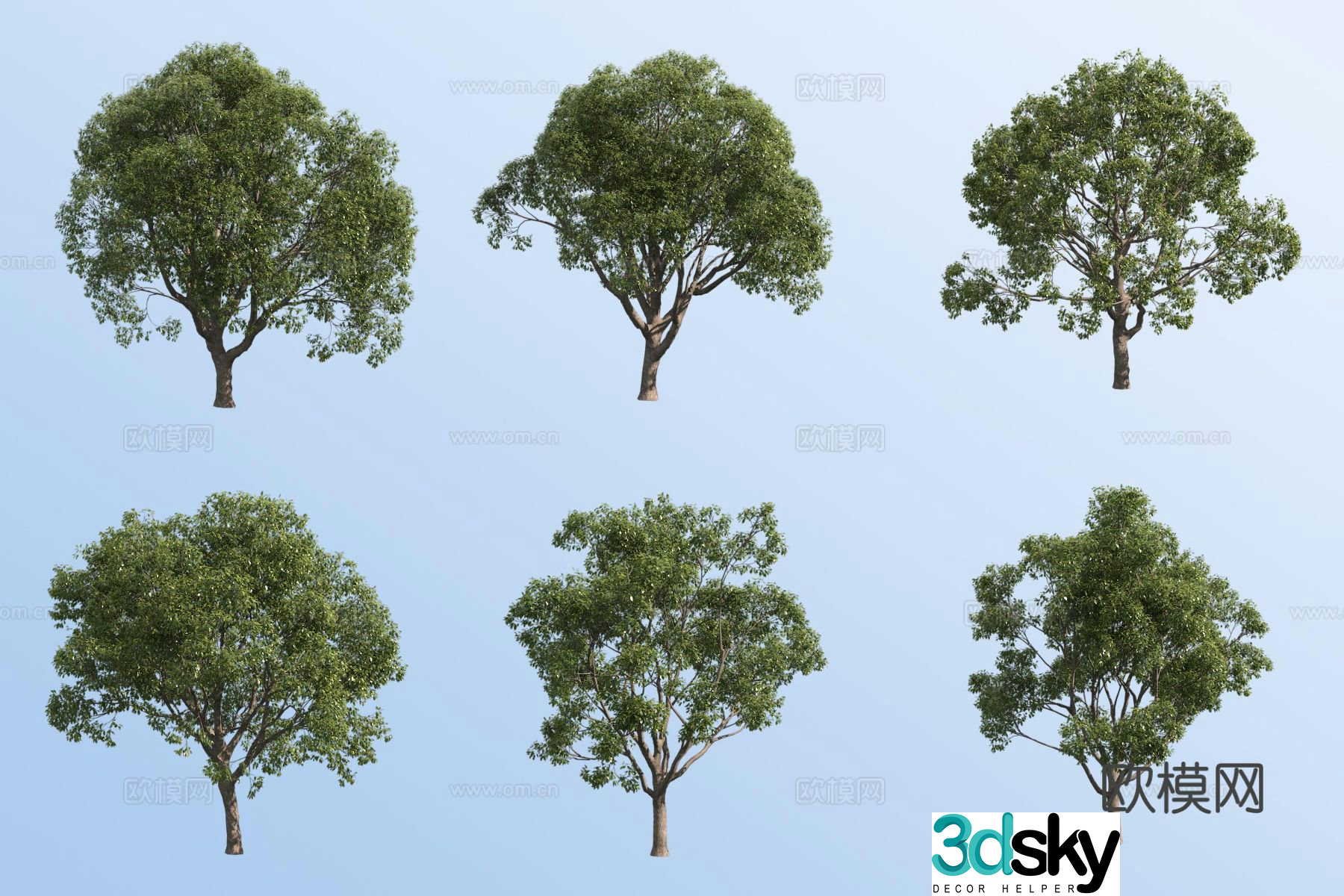 Small leaf camphor tree 3d model