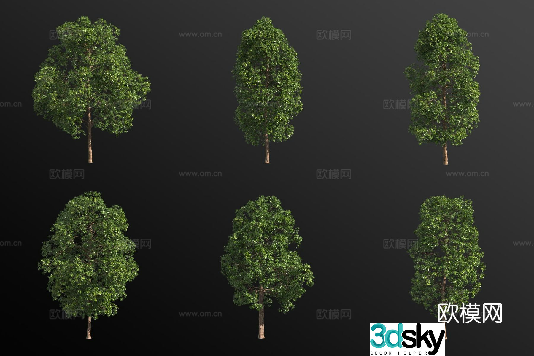 Sassafras tree landscape tree 3d model