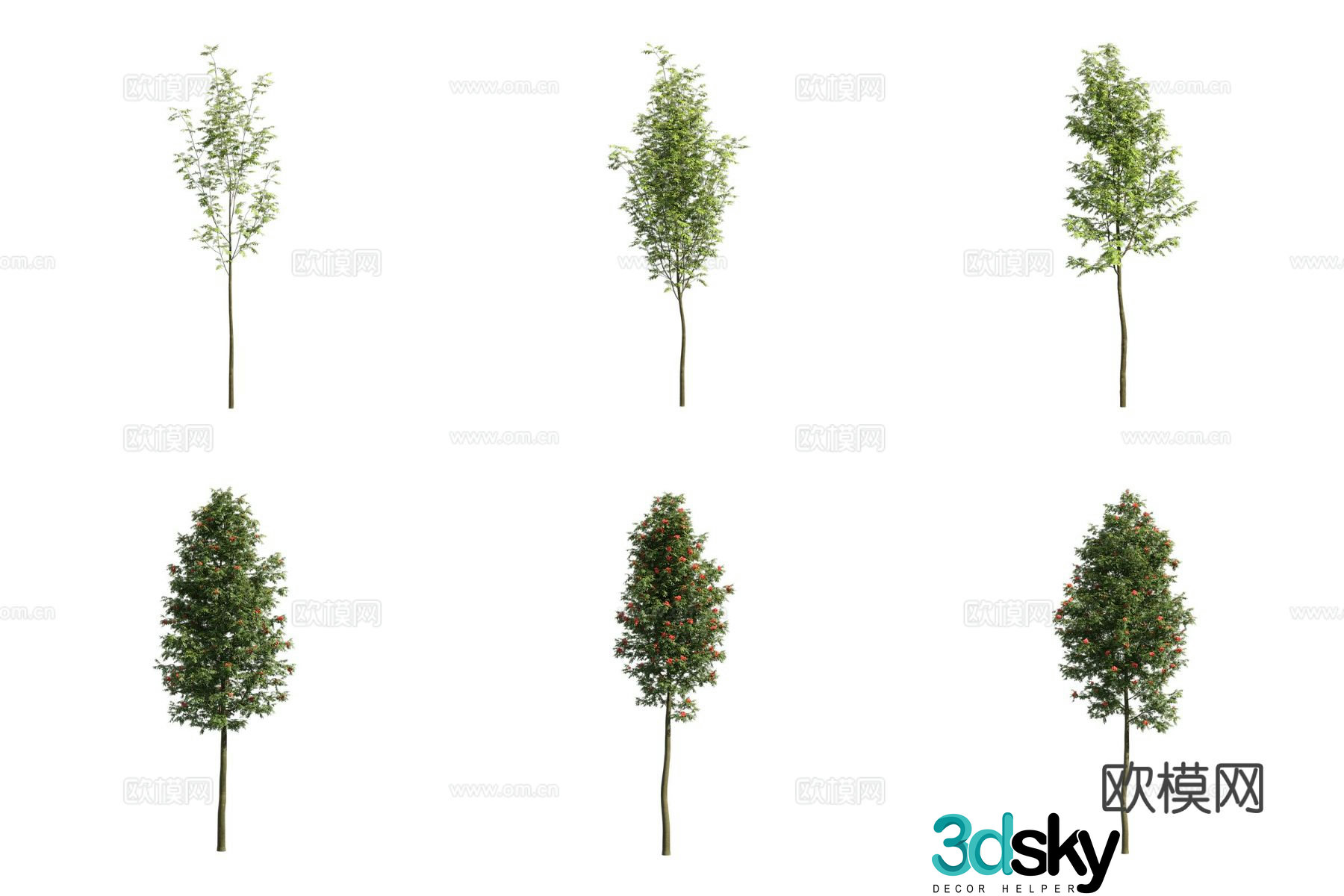 Nordic rowan tree 3d model