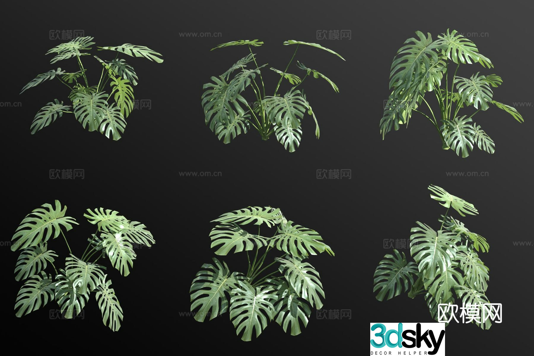 monstera green plants flowers 3d model