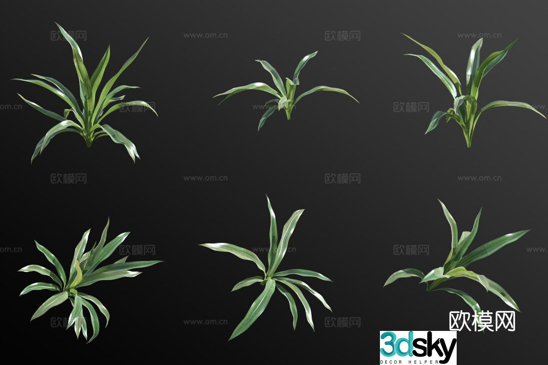 Dieffenbachia flower 3d model