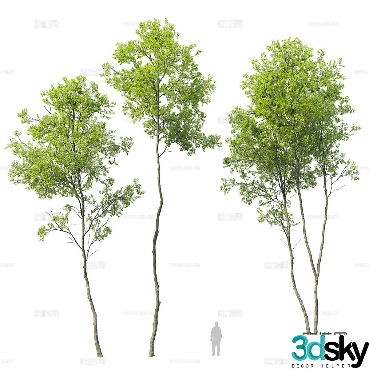 Tree Street Tree Garden Tree Landscape Tree Urban Greening Big Tree 3D Model