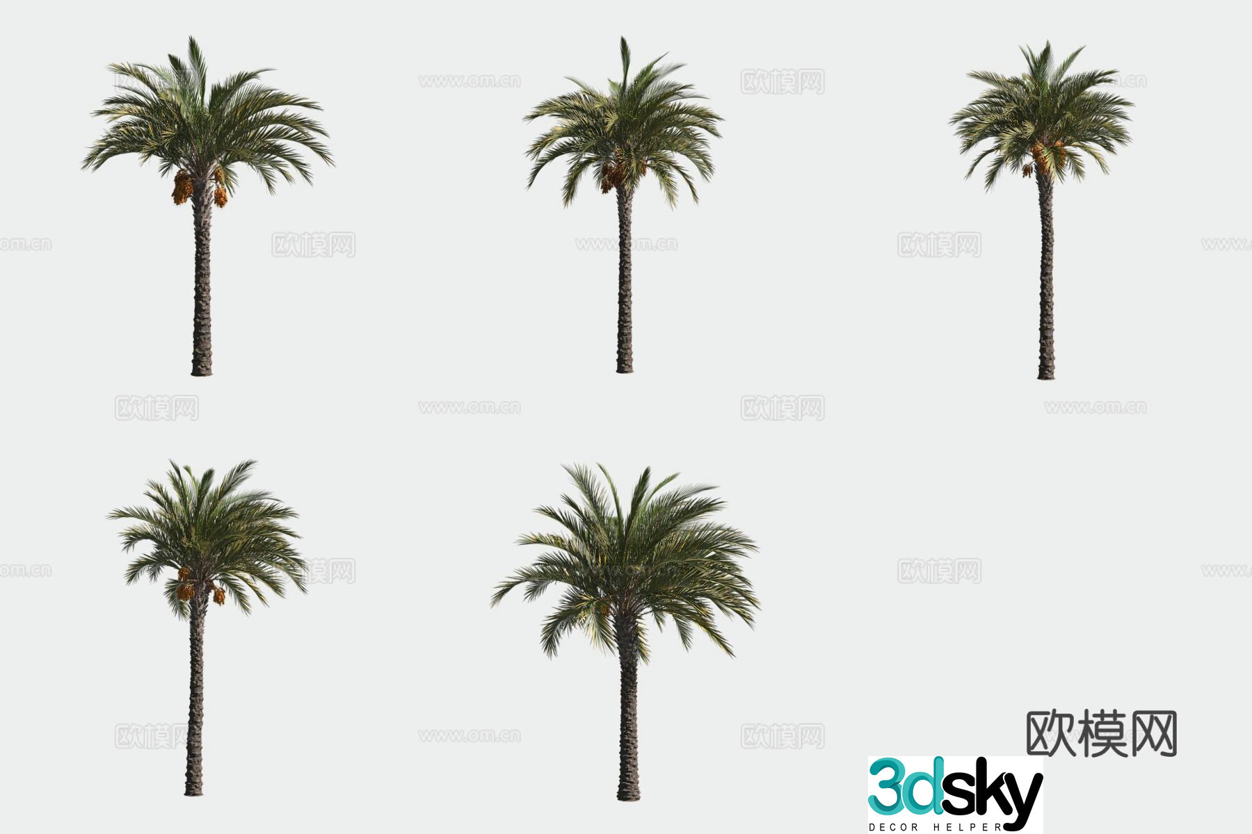 Date palm tropical tree plant 3d model