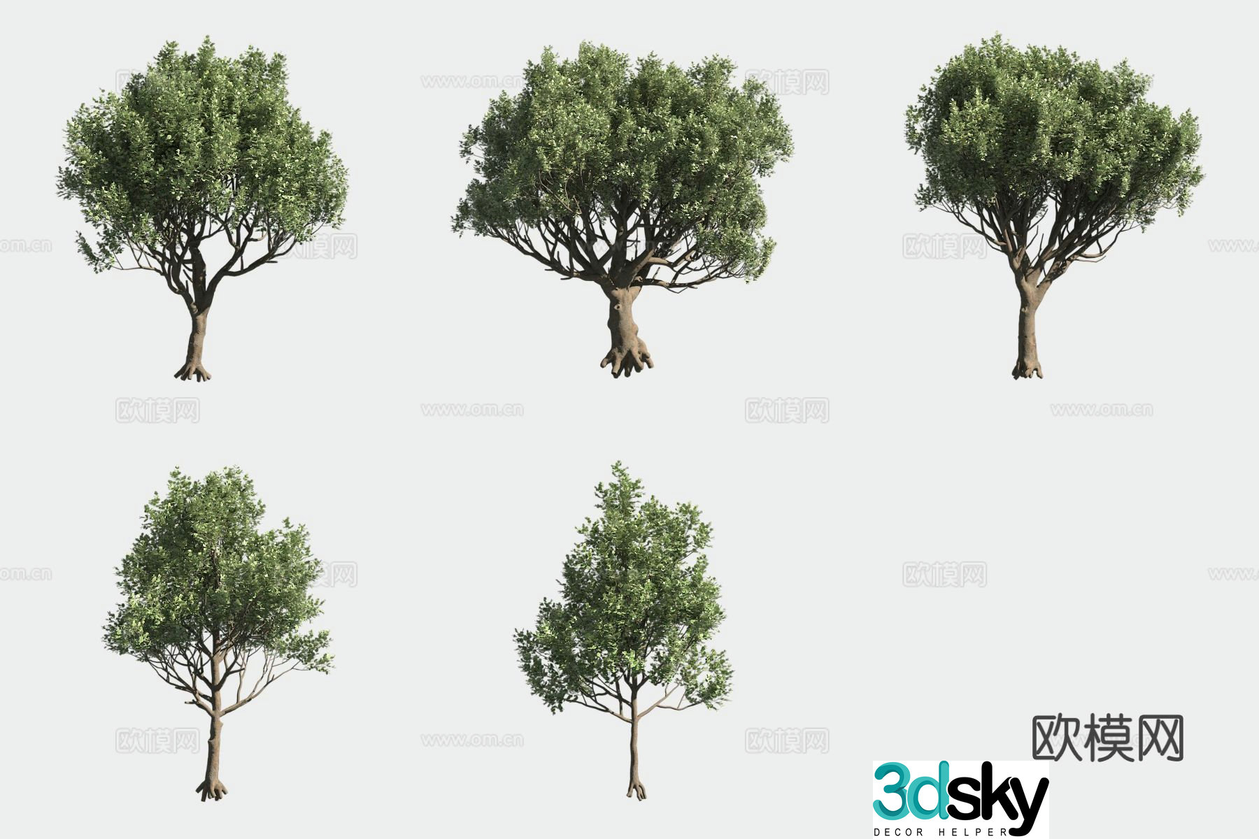Carob Tree Landscape Tree Italian Plant Street Tree 3D Model