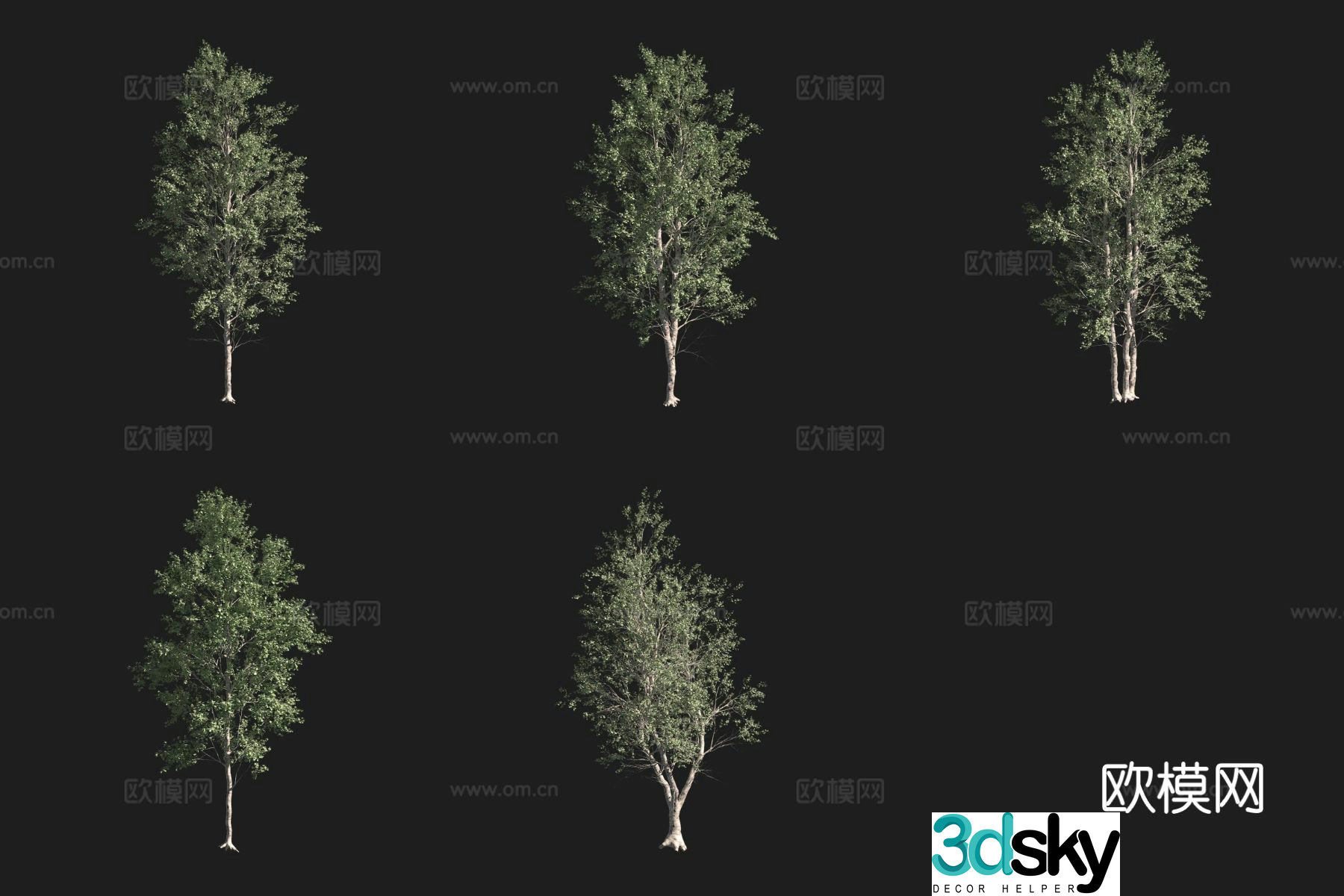Red Alder North American Tree 3D Model