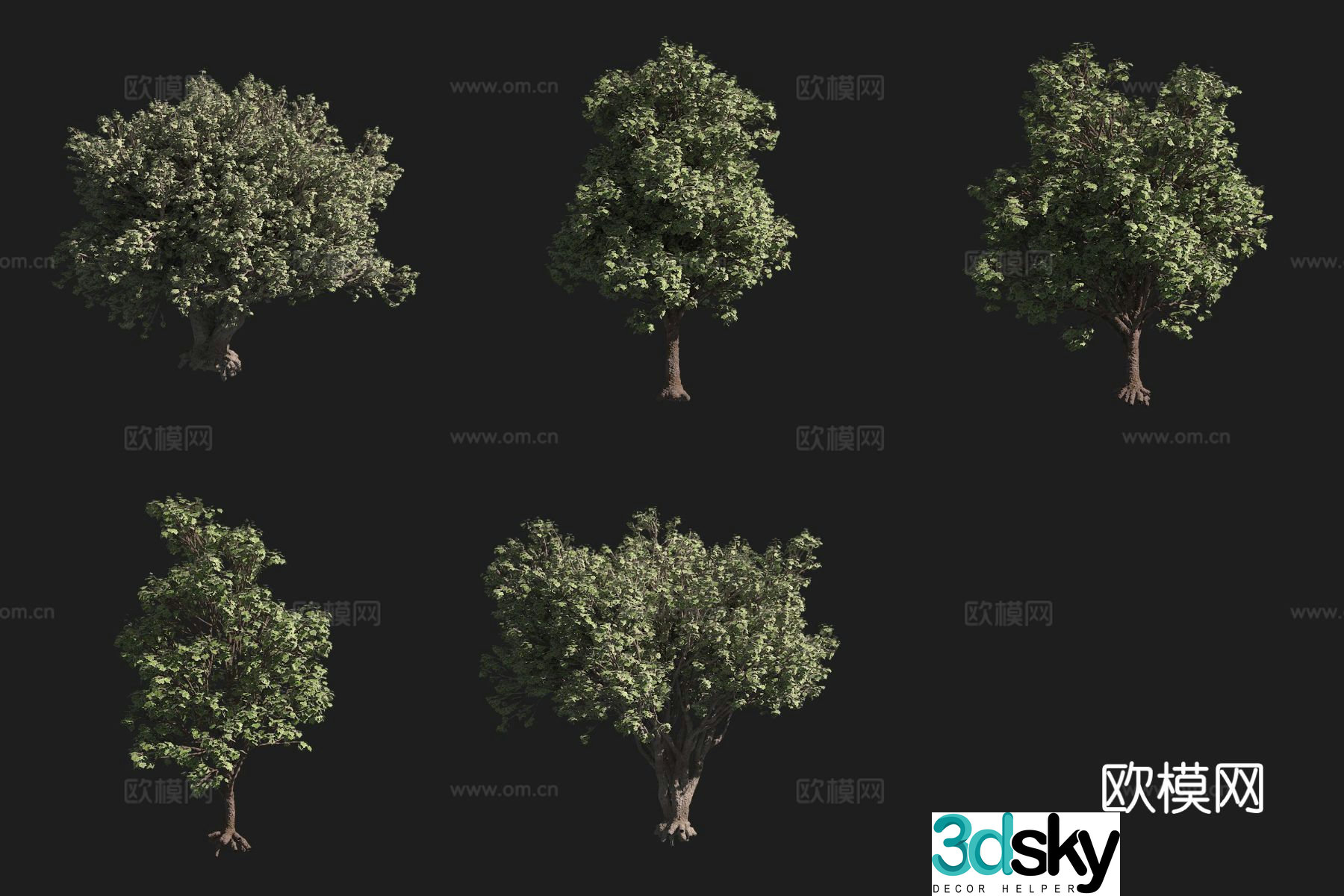 Big Leaf Maple North American Tree 3D Model