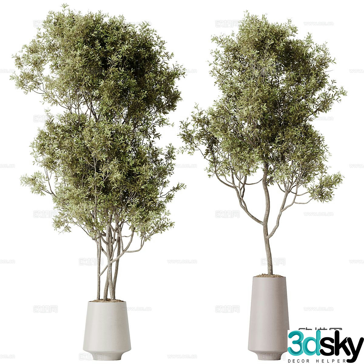 New Chinese olive tree potted 3D model