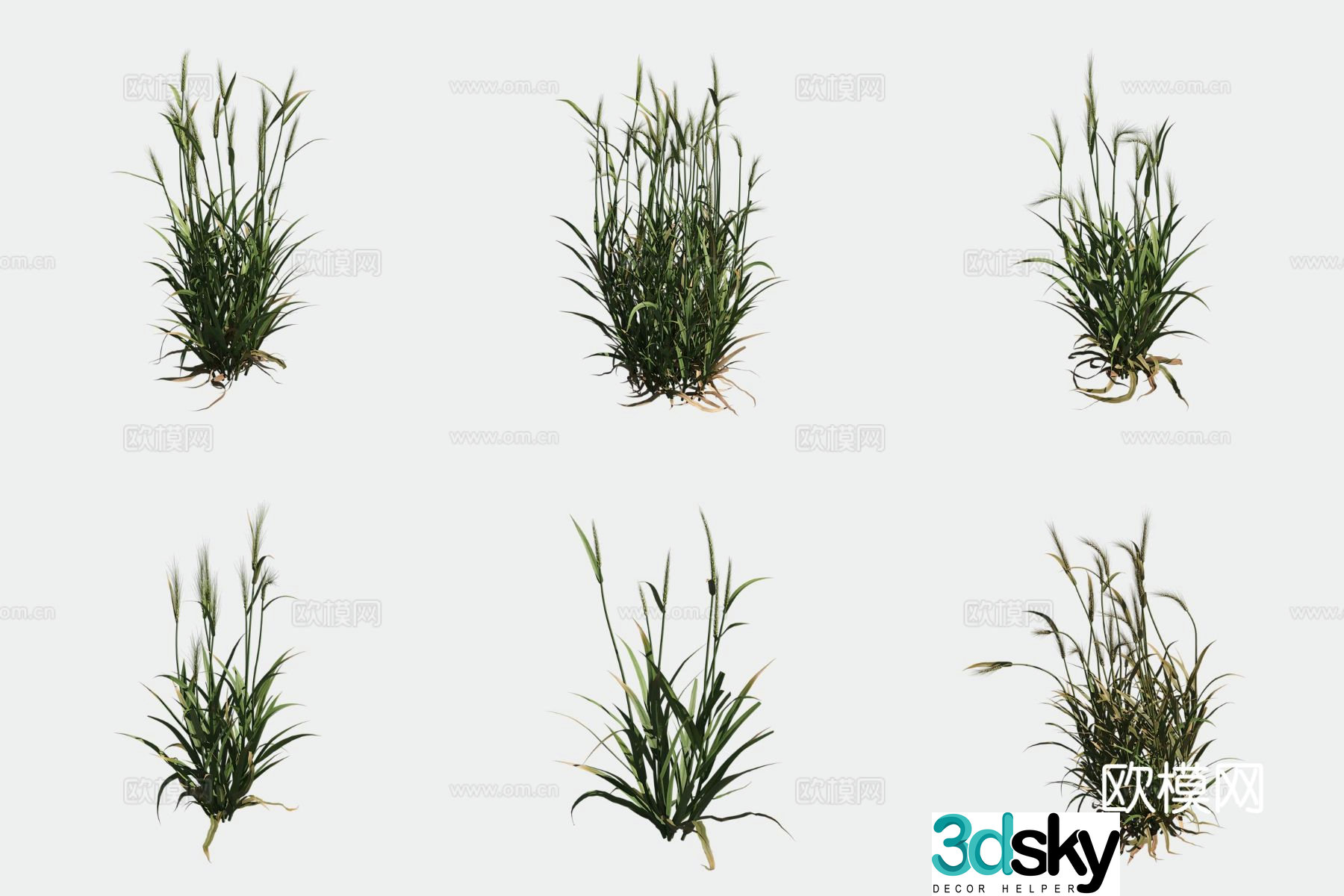 Barley crop crop 3d model