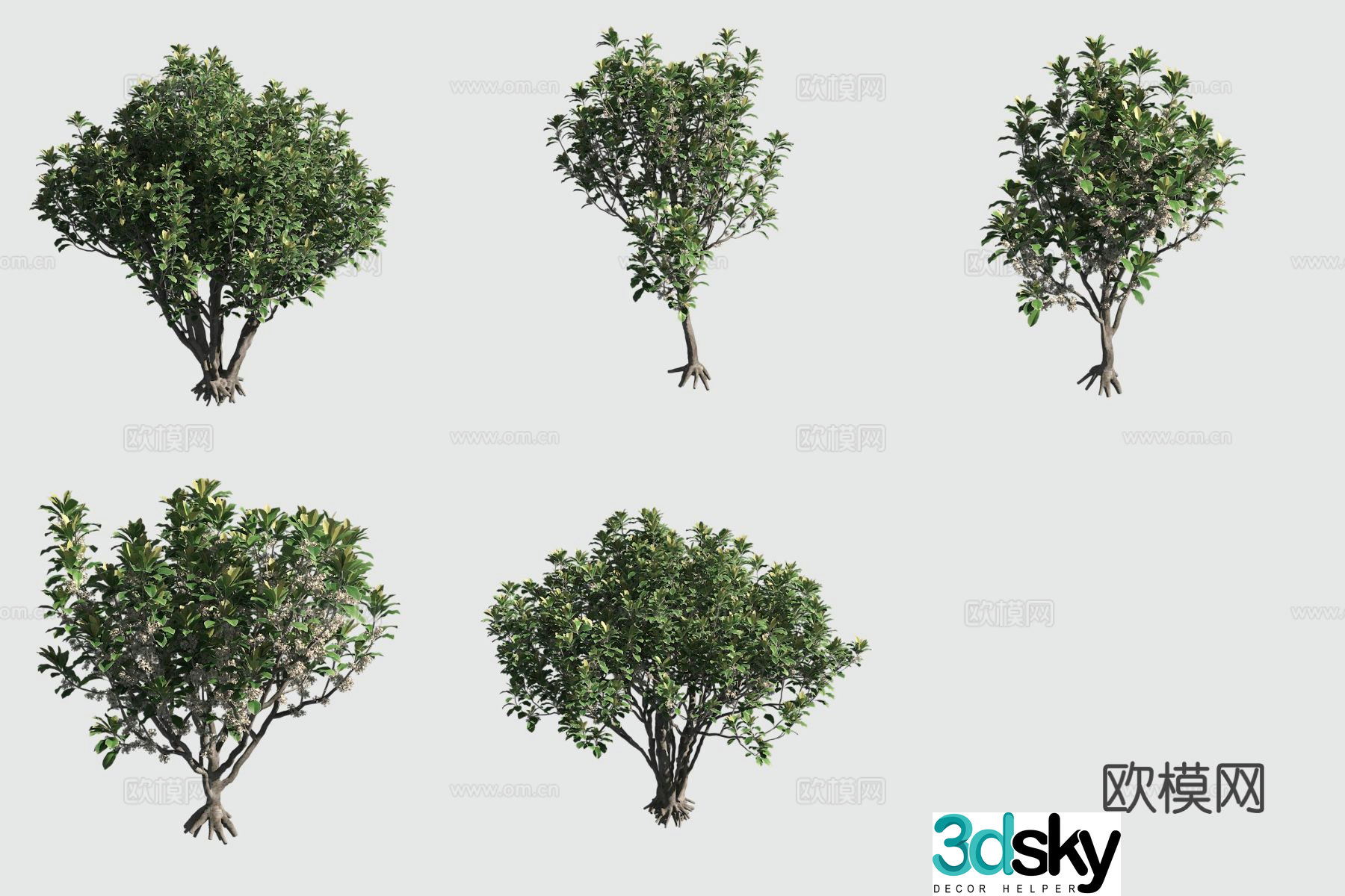 Hosmer Pitton Hawaiian Plant Landscape Tree 3D Model