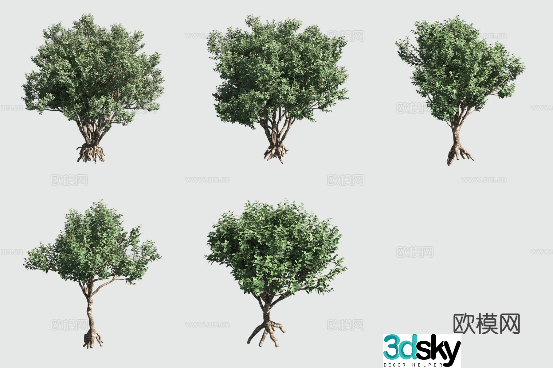 Oahu flower Hawaiian plant Landscape shrub 3d model