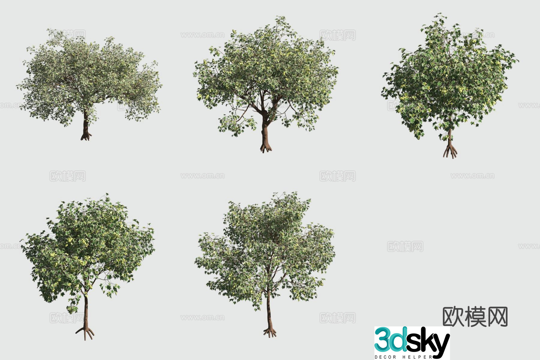 Stone chestnut Hawaiian plant Landscape tree 3D model