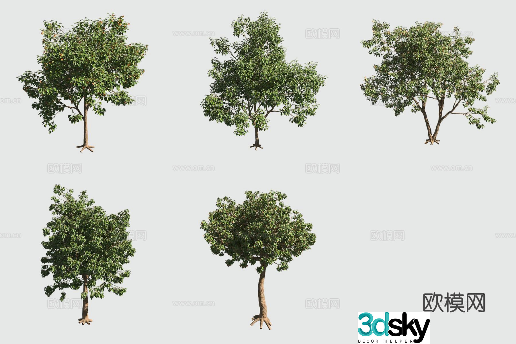 Orange flower rag wood hawaiian plant landscape tree 3d model