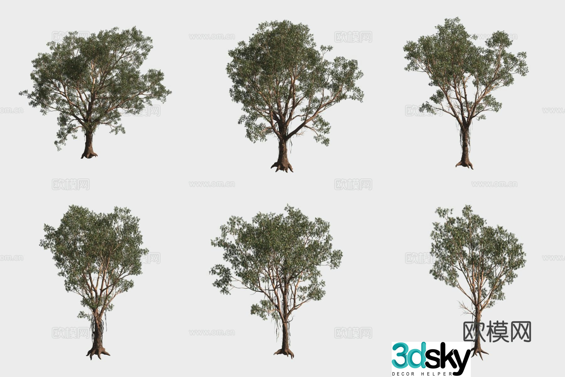 Chapman Eucalyptus Trees Woods 3D Model