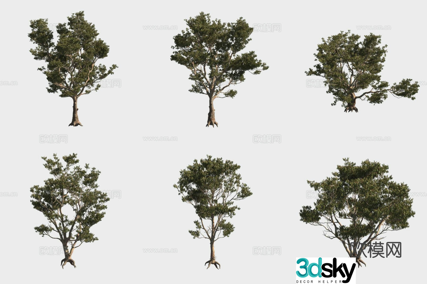 Snow Gum Tree Small Tree Woods 3D Model