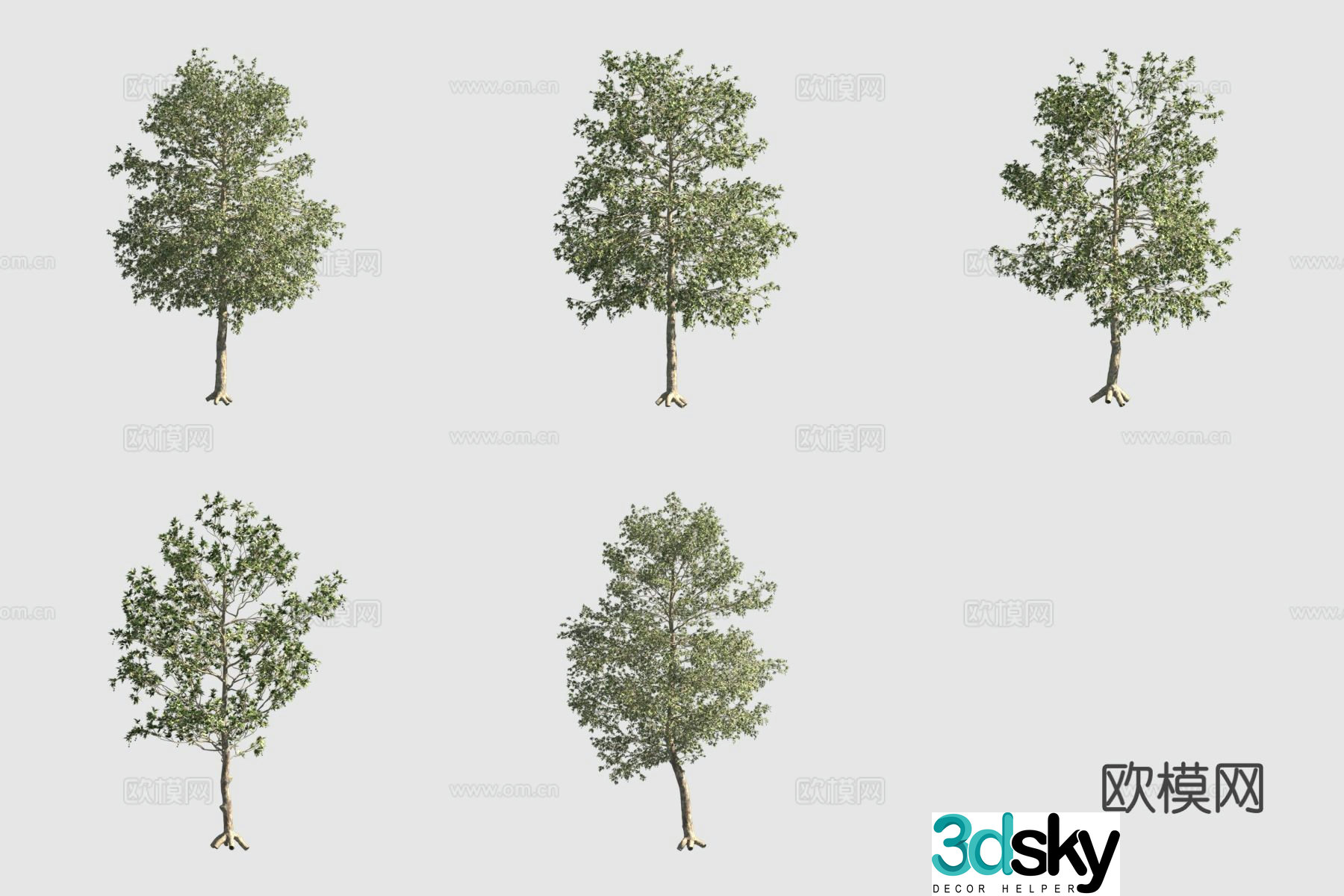 California sycamore sycamore tree sidewalk tree 3d model