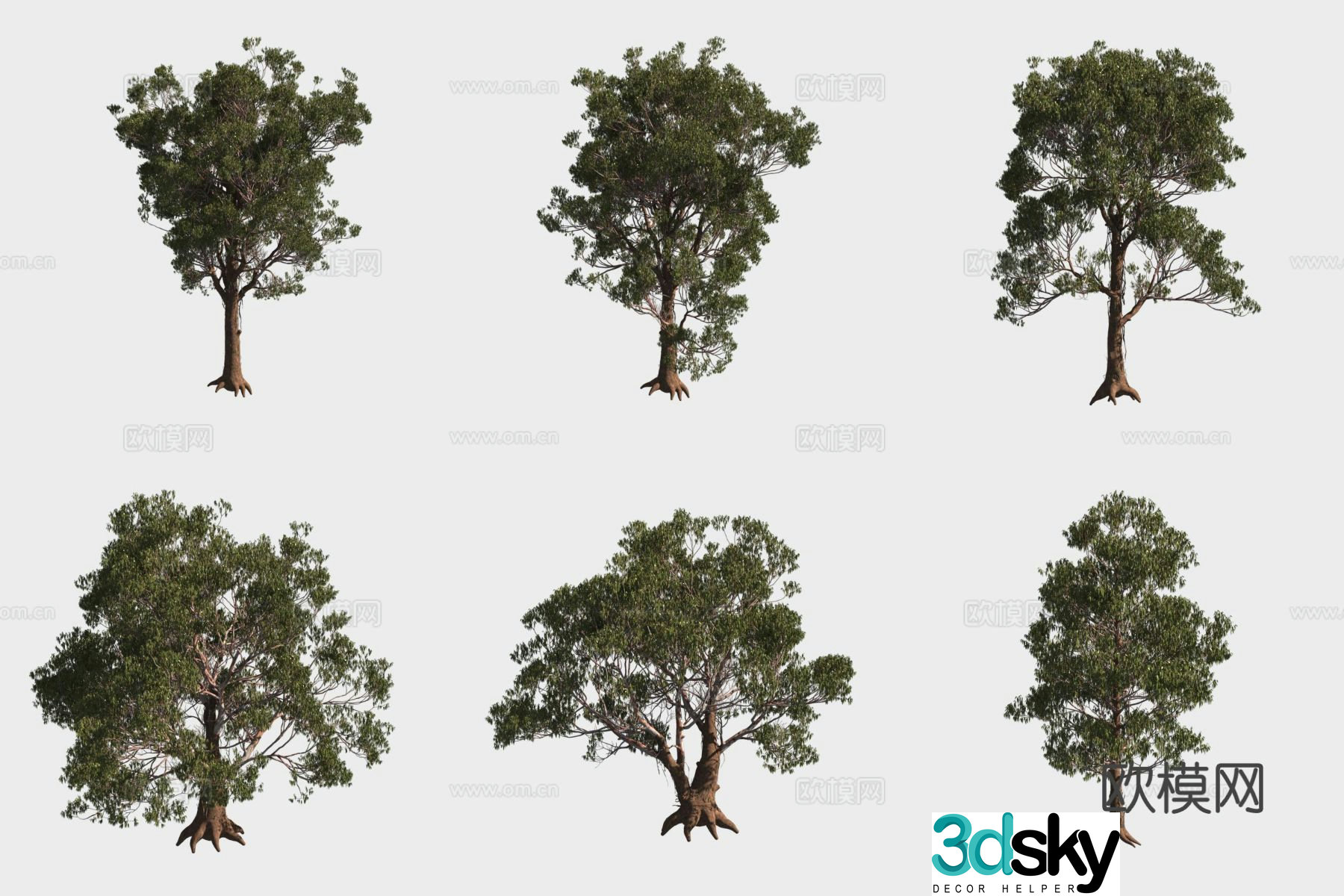 Fur eucalyptus tree forest 3d model
