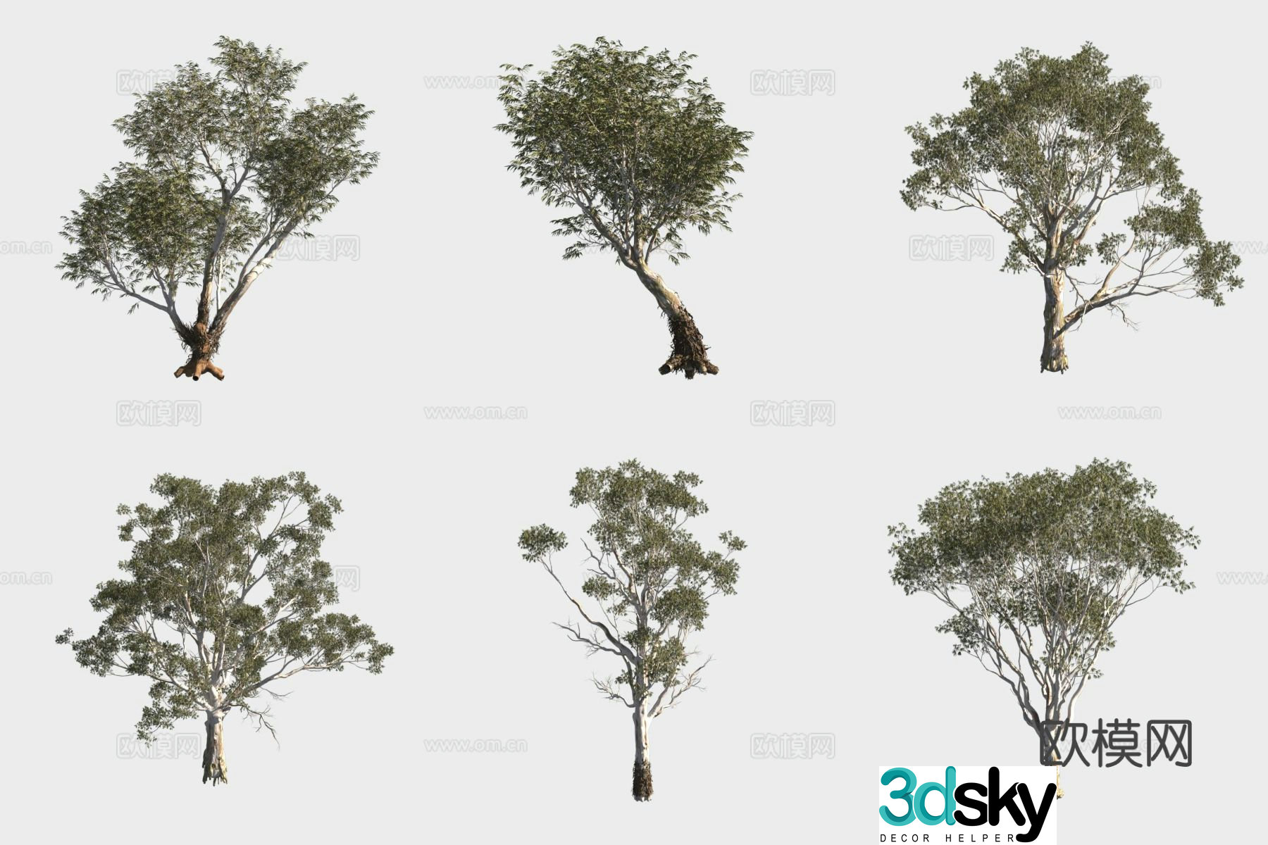 Multi-branched eucalyptus tree forest 3d model