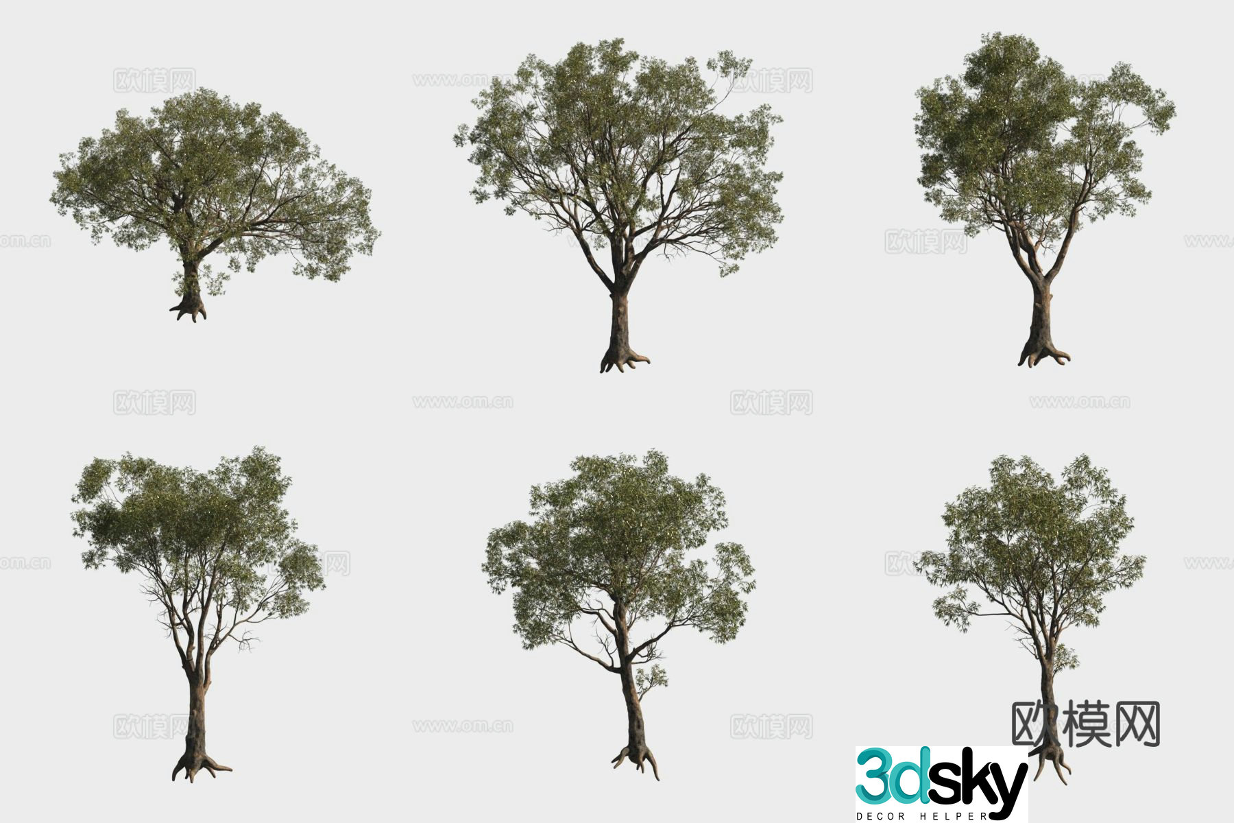 Money eucalyptus tree forest 3d model